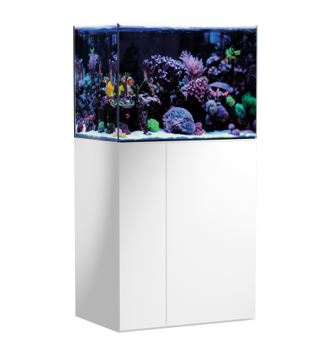 Aquarium Armatus 250