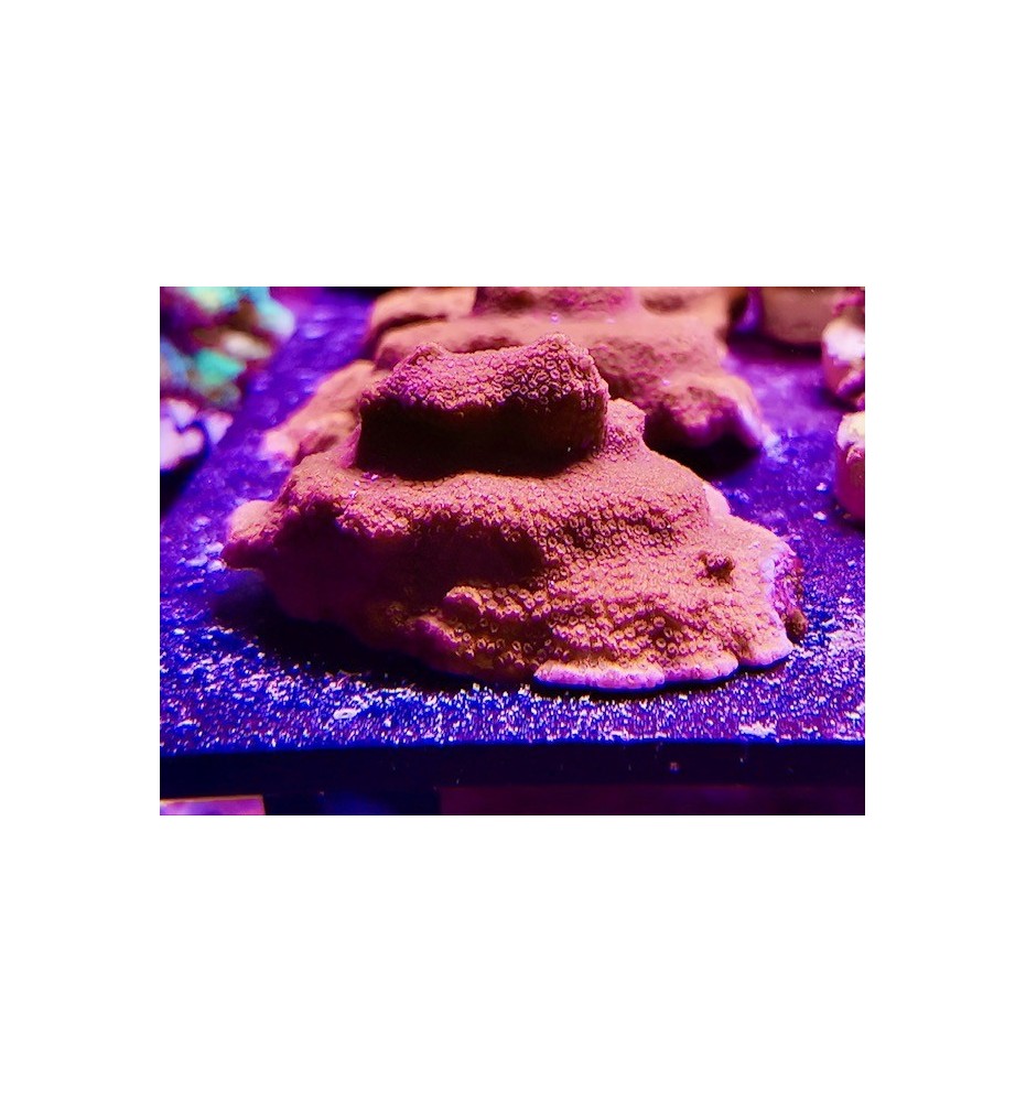 Montipora encroutant rouge (CH)