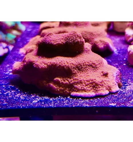 Montipora encroutant rouge (CH)