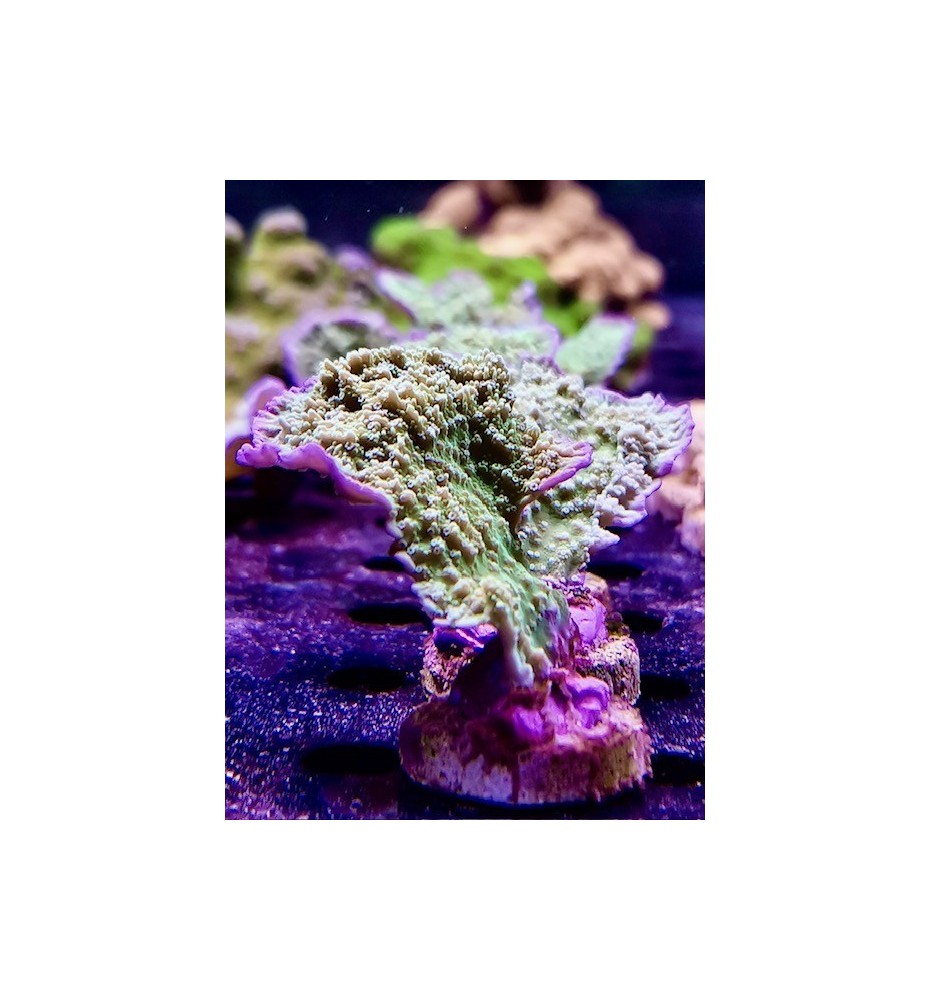 Montipora plateau vert, bord violet (CH)