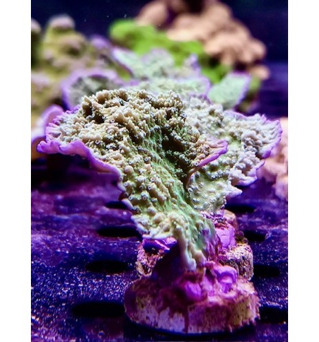 Montipora plateau vert, bord violet (CH)