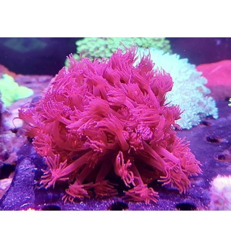 Goniopora rouge indo (Import)