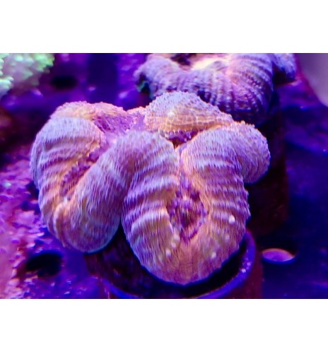 Lobophyllia sp. (CH)