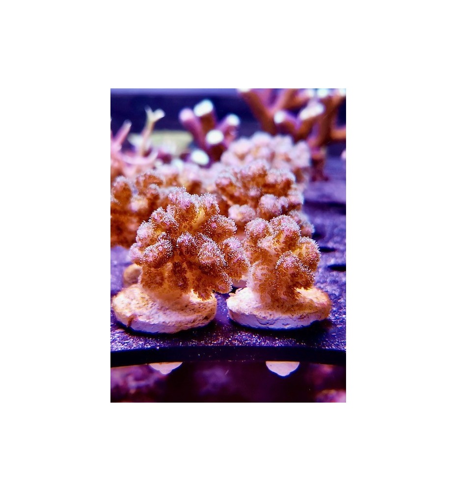 Pocillopora damicornis (CH)