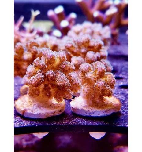 Pocillopora damicornis (CH)