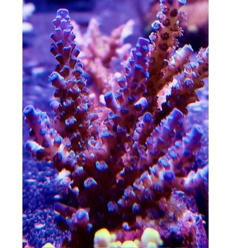 Acropora sp. (CH)