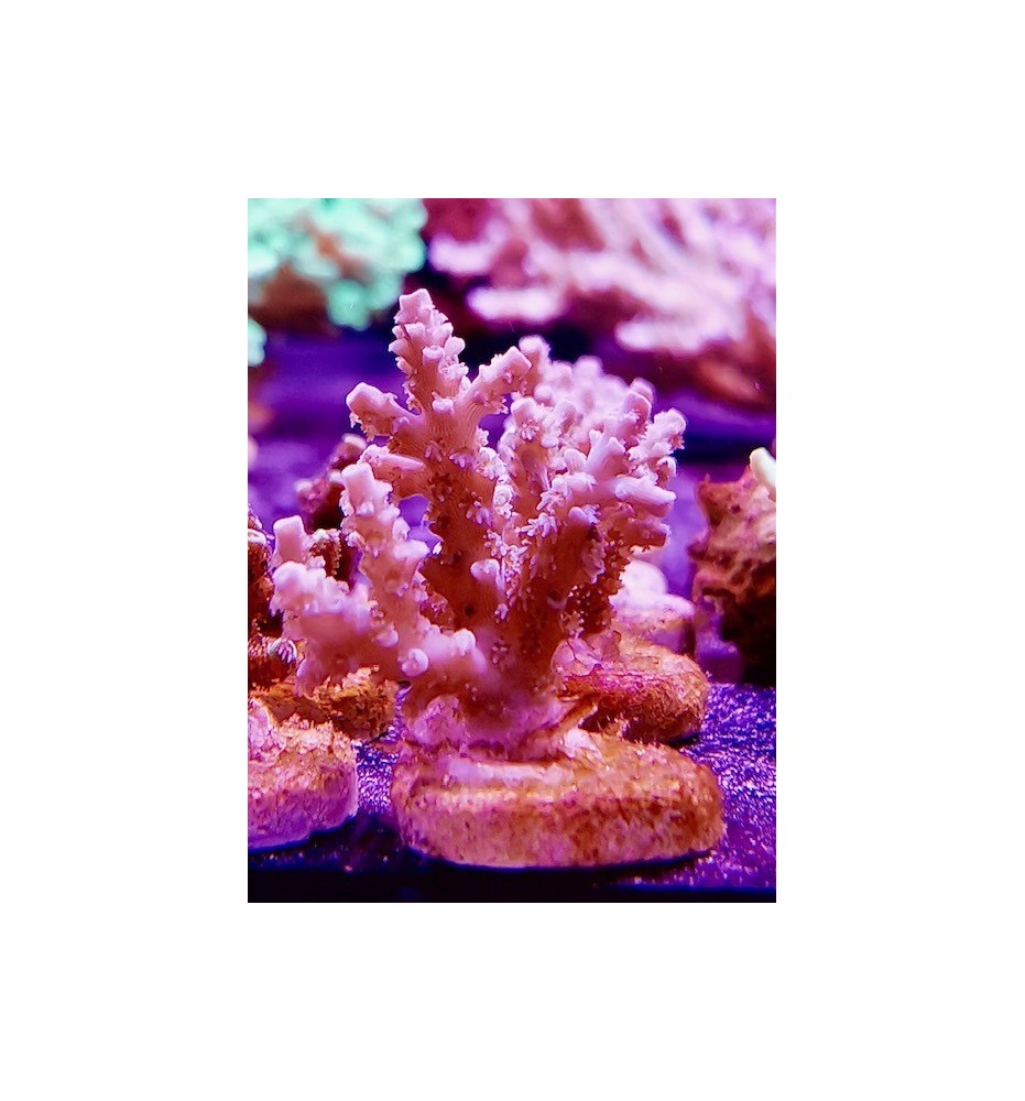 Acropora sp. (CH)