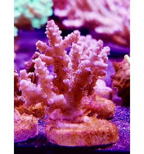 Acropora sp. (CH)