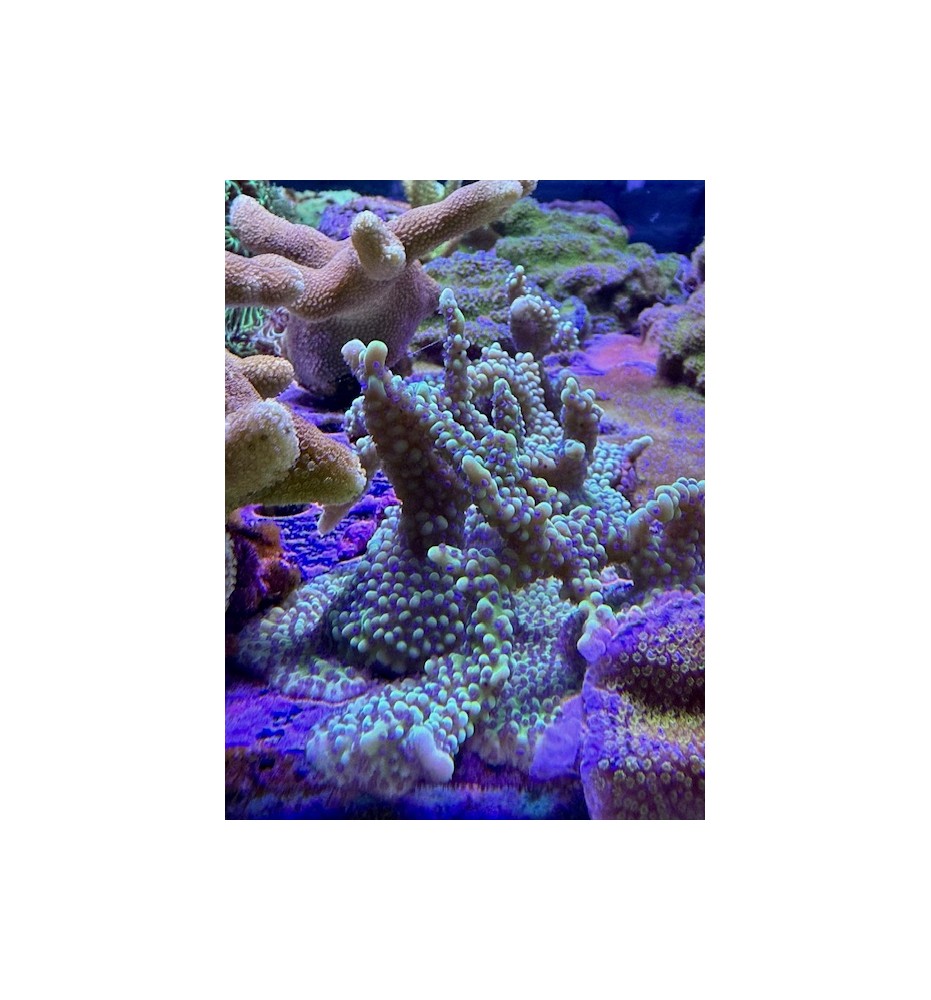 Montipora sp. vert polypes violets