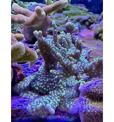 Montipora sp. vert polypes violets