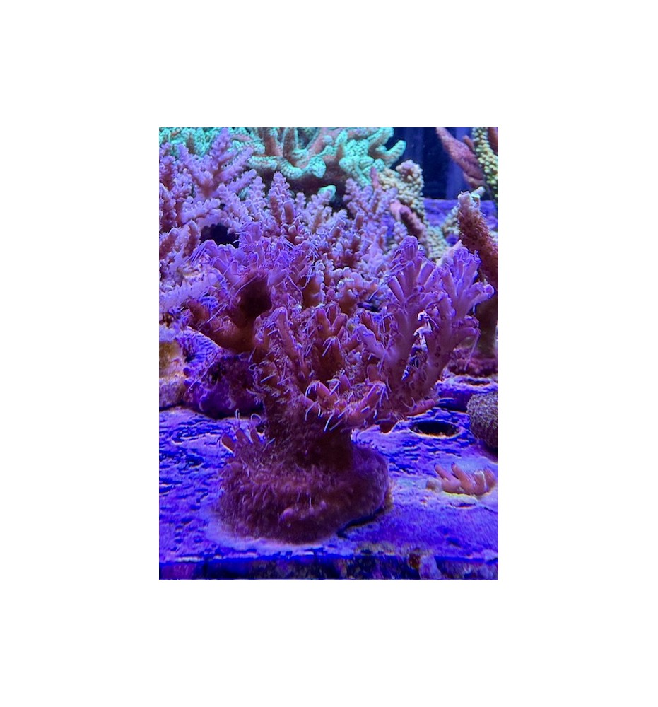 Acropora sp. (CH)