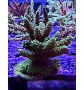 Acropora sp. (CH)