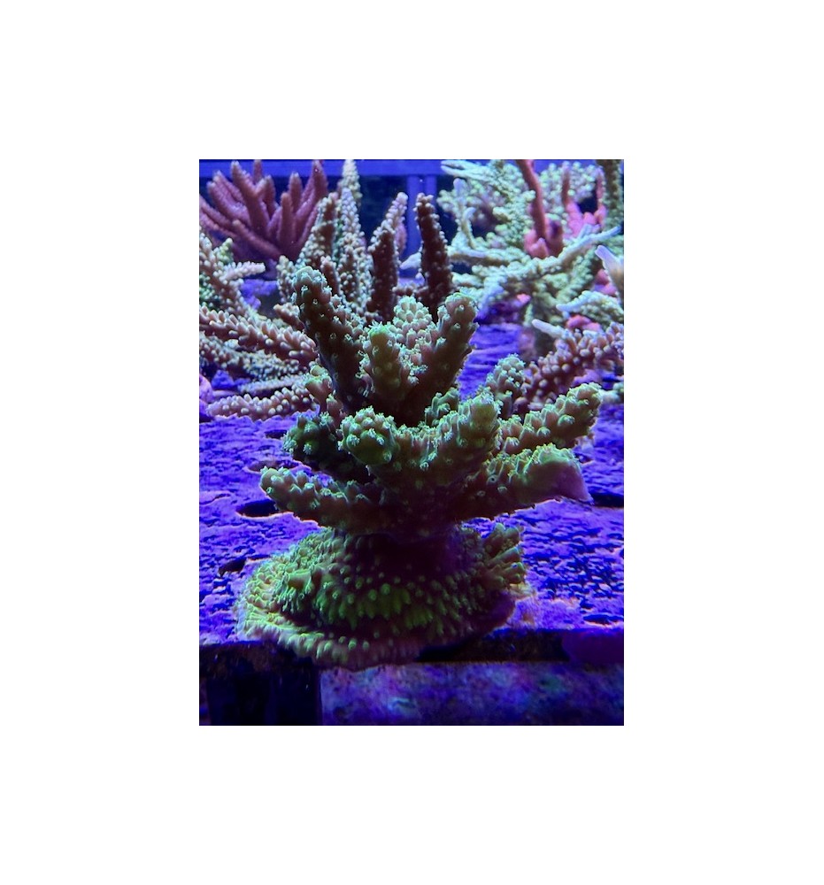 Acropora sp. (CH)