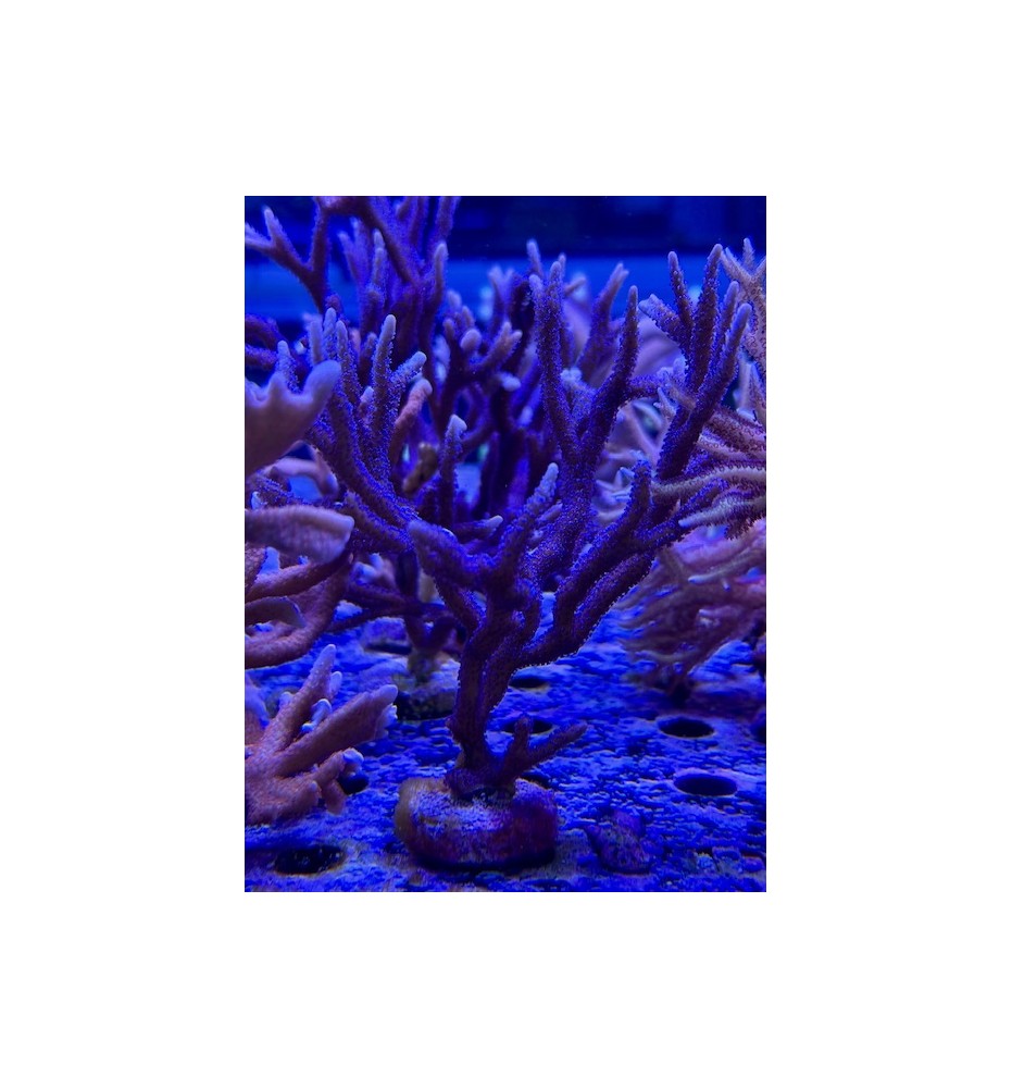 Montipora Sp. violet (CH) XL