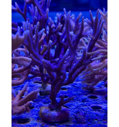 Montipora Sp. violet (CH) XL