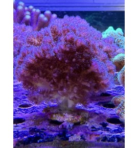 copy of Pocillopora damicornis