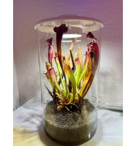 BioArt Cylinder 285 blanche complète avec décor & plantes