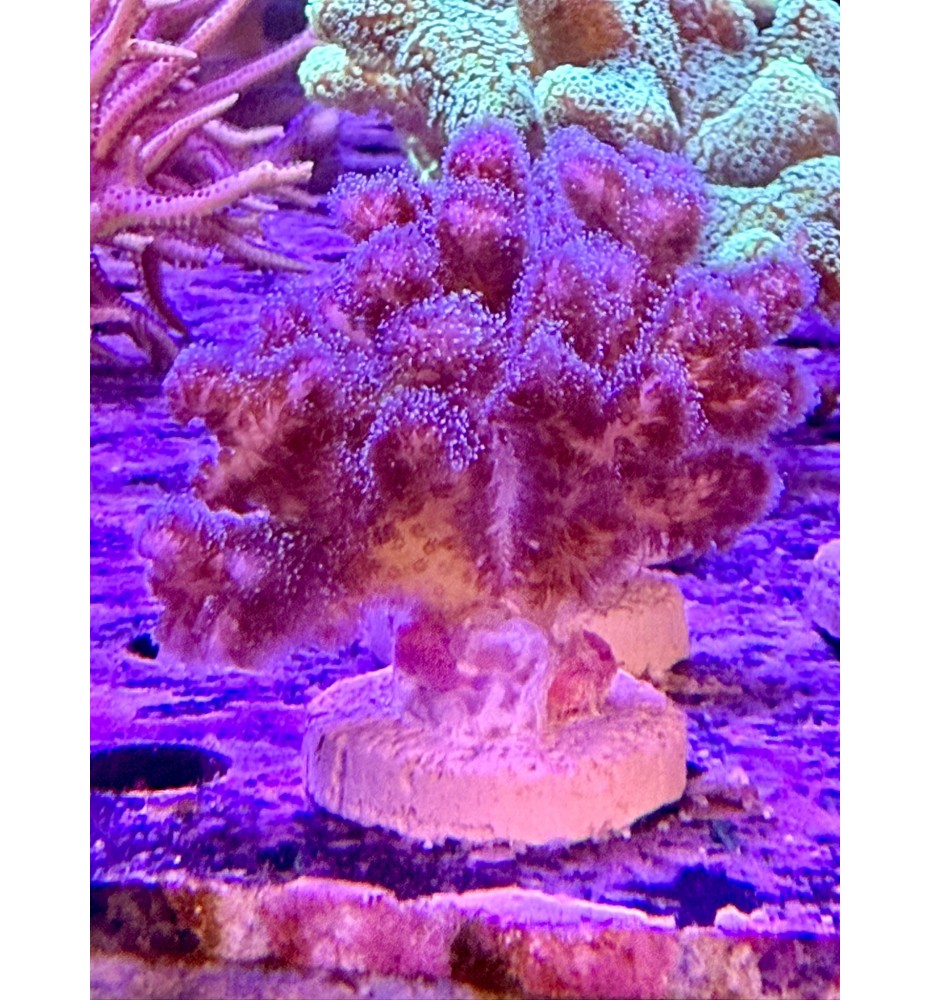 Pocillopora damicornis (CH) bouture