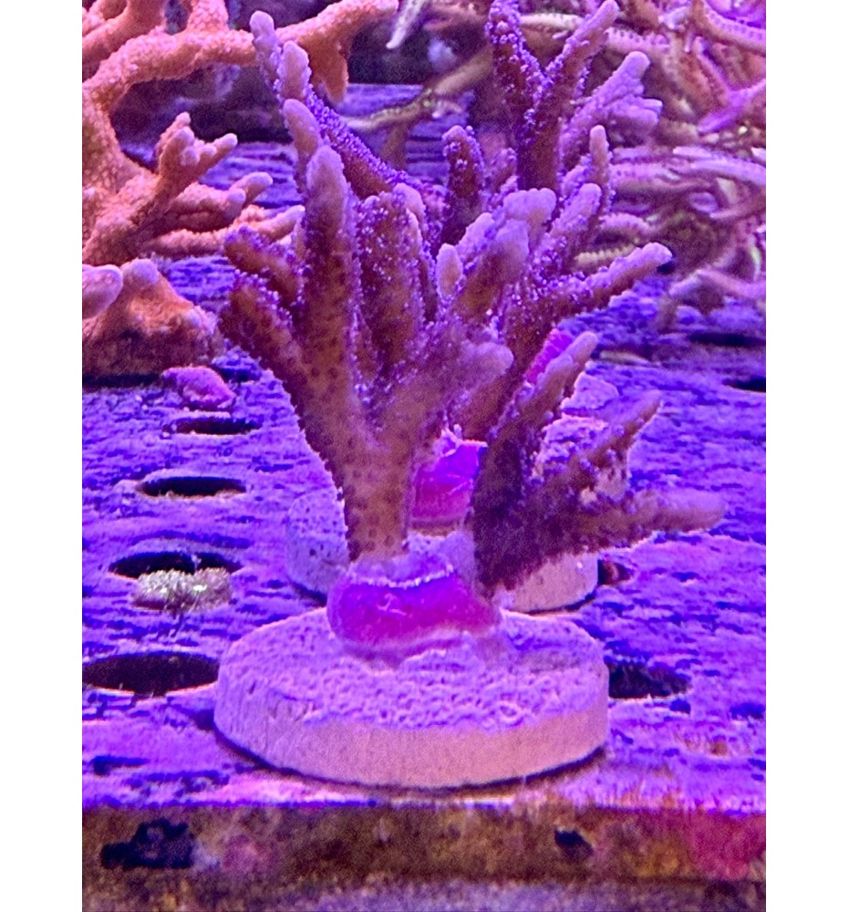 Montipora Sp. violet (CH) bouture