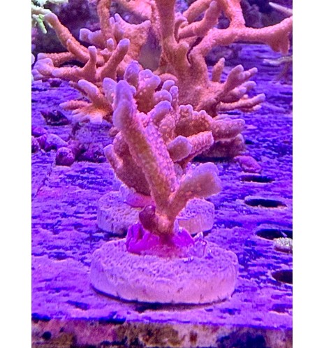 Montipora digitata orange (CH) bouture