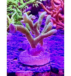 Montipora Sp. vert (CH) bouture