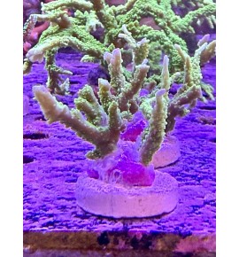 Montipora stellata (CH) bouture