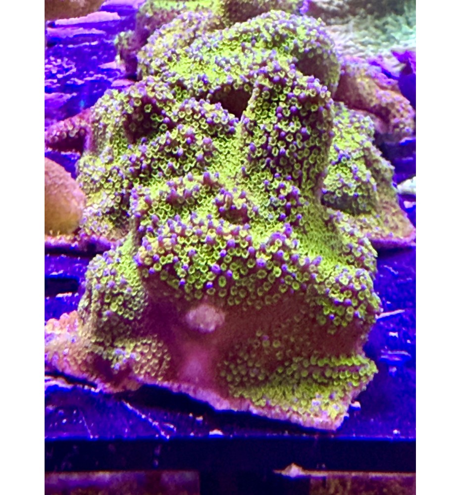 Montipora Rainbow XL