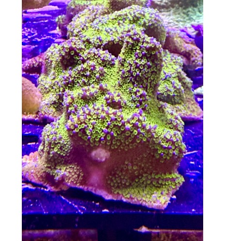 Montipora Rainbow XL