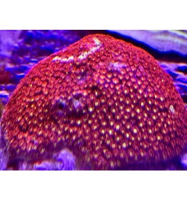 Goniopora Minor rouge XL