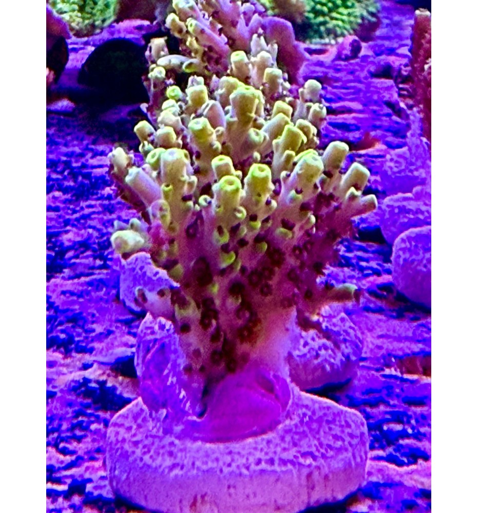 Acropora sp. (CH)