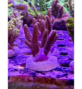 Acropora sp. (CH)