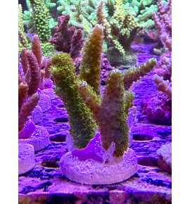 Acropora sp. (CH)