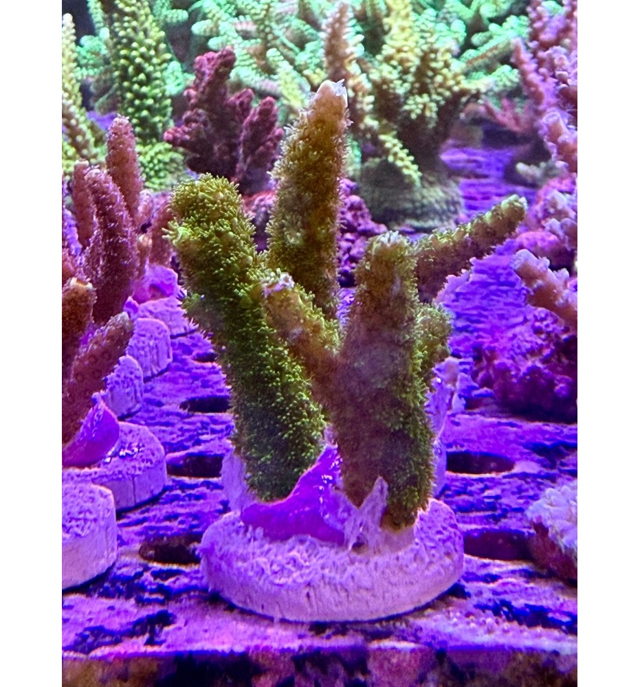 Acropora sp. (CH)