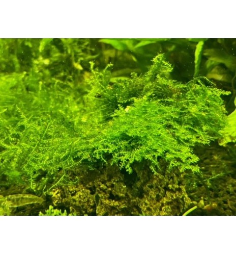 Vesicularia Dubyana / Christmas Moss