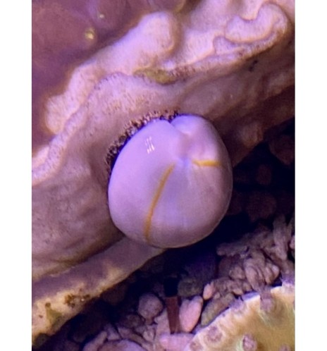 Cyprea annulus